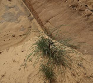 Whole plant
