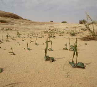 Whole plant