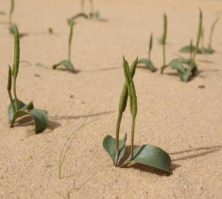 Whole plant