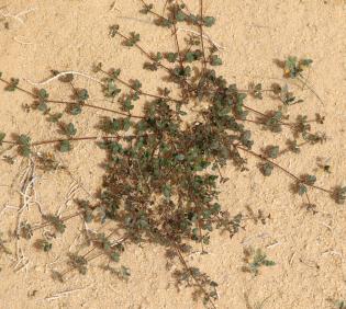 Whole plant