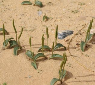 Whole plant
