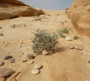 Whole plant