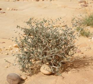 Whole plant