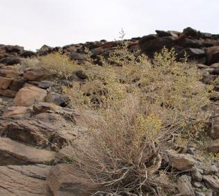 Whole plant