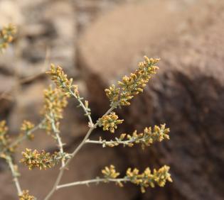 Artemisia sieberi flowers