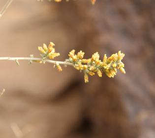 Artemisia sieberi flowers