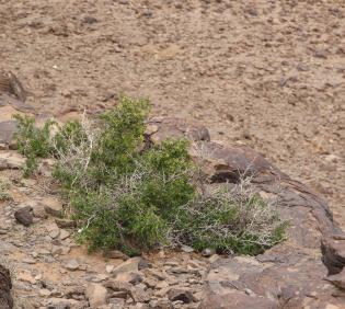 Whole plant