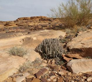Caralluma petraea in Sandstone landforms