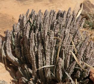 Whole plant