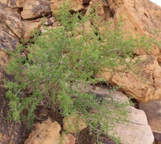 Whole plant