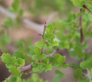 Searsia tripartita leaves