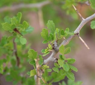 Searsia tripartita leaves