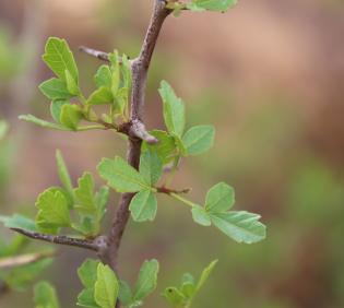 Searsia tripartita leaves