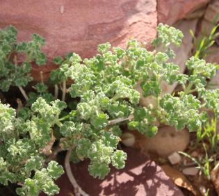 Whole plant