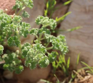 Pseudodictamnus undulatus leaves