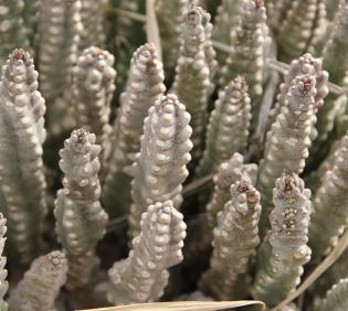 Whole plant
