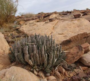 Whole plant