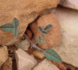 Onobrychis ptolemaica seedling