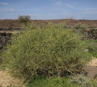 Whole plant