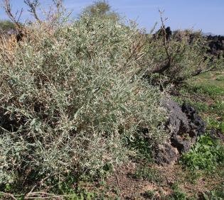 Whole plant