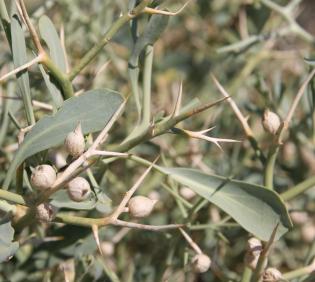 Zilla spinosa fruits