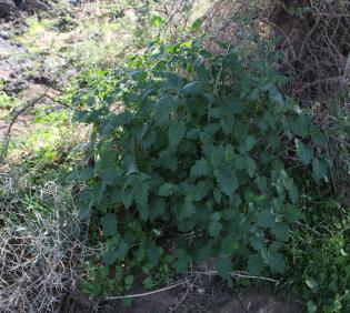 Whole plant