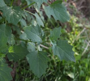 Solanum villosum leaves