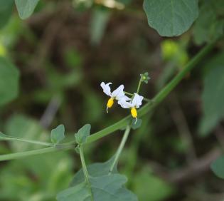 Solanum villosum flower