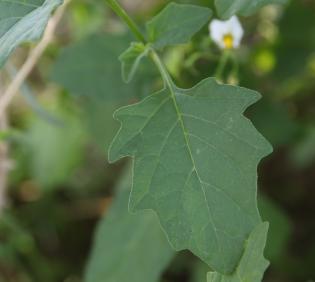Solanum villosum leaf