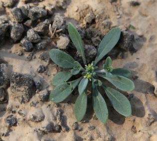 Whole plant