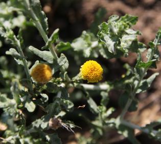 Pulicaria undulata flowers