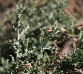 Pulicaria undulata leaves