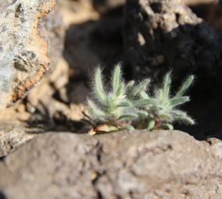 Small Bassia muricata