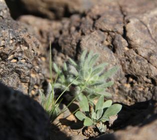 Small Bassia muricata