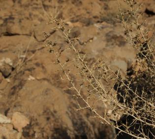 Noaea mucronata branches