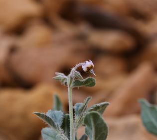 Trichodesma africanum flower