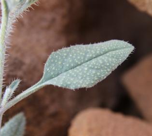 Trichodesma africanum leaf
