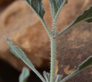 Trichodesma africanum leaves