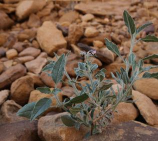 Whole plant