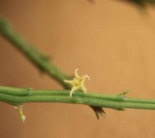 Caudanthera sinaica flower