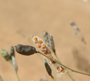 Farsetia aegyptia fruits
