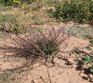 Whole plant