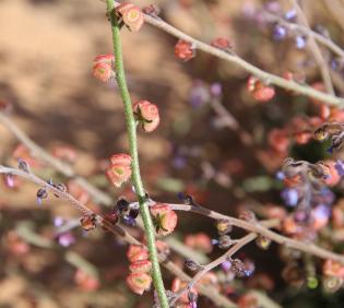 Microparacaryum intermedium fruits