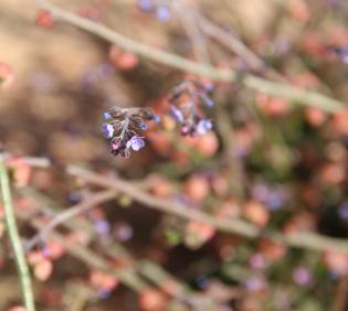 Microparacaryum intermedium flower