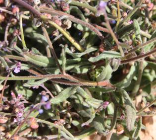 Microparacaryum intermedium leaves