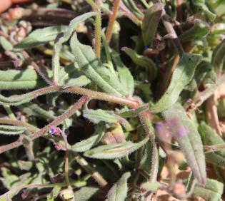 Microparacaryum intermedium leaves