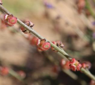 Microparacaryum intermedium fruits