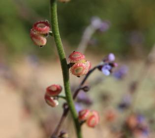 Microparacaryum intermedium fruit