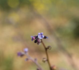 Microparacaryum intermedium flower