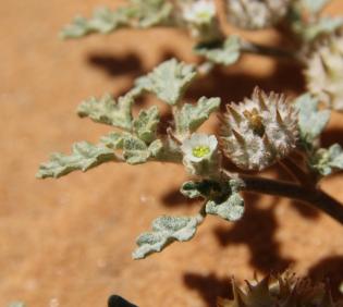 Neurada procumbens flower